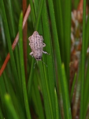 Artipus