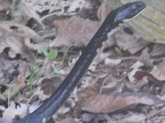 Chironius laevicollis