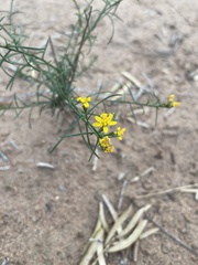 Gutierrezia sarothrae