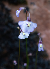 Utricularia grampiana