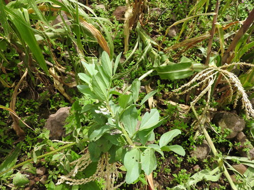 Vicia faba