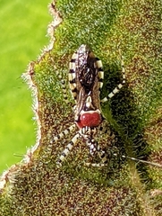 Pselliopus cinctus