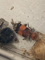 Enoclerus ichneumoneus