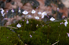 Utricularia grampiana