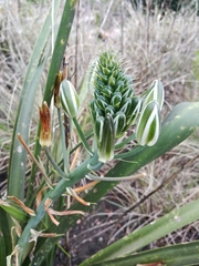 Albuca nelsonii