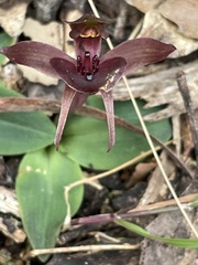 Chiloglottis triceratops