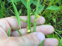 Smicronyx sculpticollis