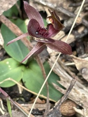 Chiloglottis triceratops