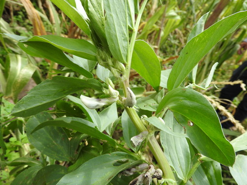 Vicia faba