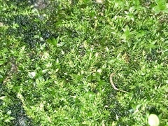 Hyophila involuta