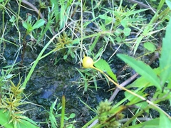 Smicronyx sculpticollis