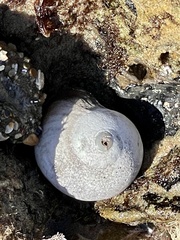Norrisia