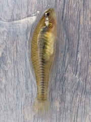Hypseleotris