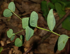 Euphorbia angulata