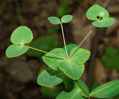 Euphorbia angulata