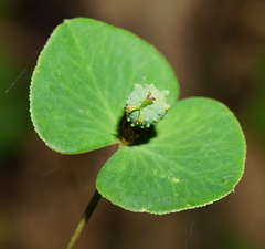 Euphorbia angulata