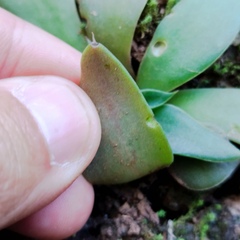 Echeveria