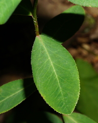 Euphorbia angulata