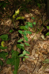 Euphorbia angulata