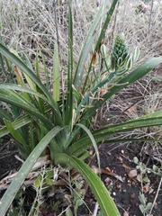 Albuca nelsonii