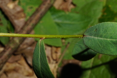 Euphorbia angulata