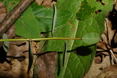 Euphorbia angulata