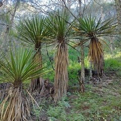 Yucca carnerosana
