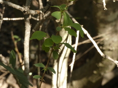 Berberis actinacantha