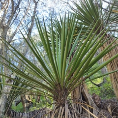 Yucca carnerosana