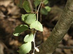 Berberis actinacantha