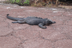 Amblyrhynchus cristatus hassi