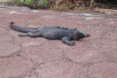 Amblyrhynchus cristatus hassi