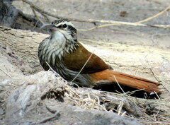 Lepidocolaptes angustirostris