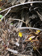 Theclinesthes onycha