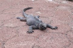 Amblyrhynchus cristatus hassi