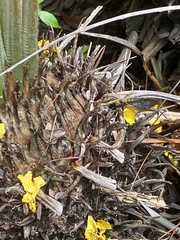 Theclinesthes onycha