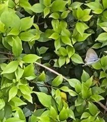 Theclinesthes onycha