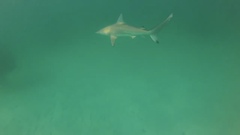 Carcharhinus limbatus