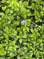 Theclinesthes onycha