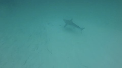 Carcharhinus limbatus