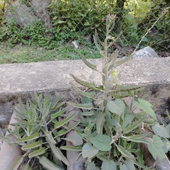 Kalanchoe × houghtonii