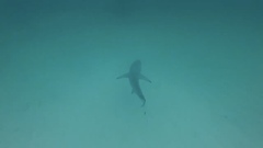 Carcharhinus limbatus