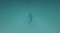 Carcharhinus limbatus