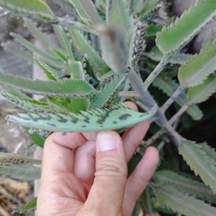 Kalanchoe × houghtonii