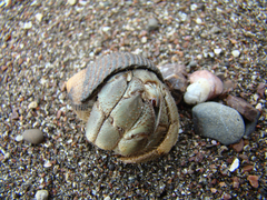 Coenobita compressus