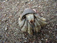 Coenobita compressus