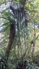 Haplopteris elongata