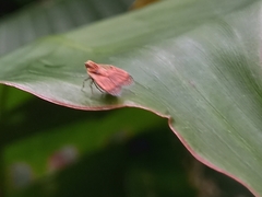 Bothriocera