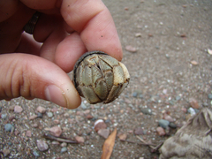 Coenobita compressus