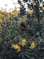 Anisognathus igniventris